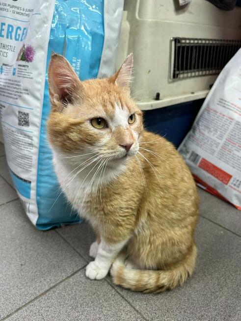 Rudy kocurek szuka domu -schronisko -Zgierz-aktualne