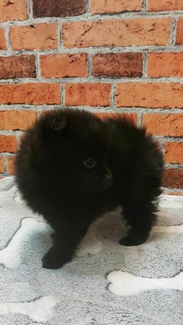 Pomeranian szpic miniaturowy