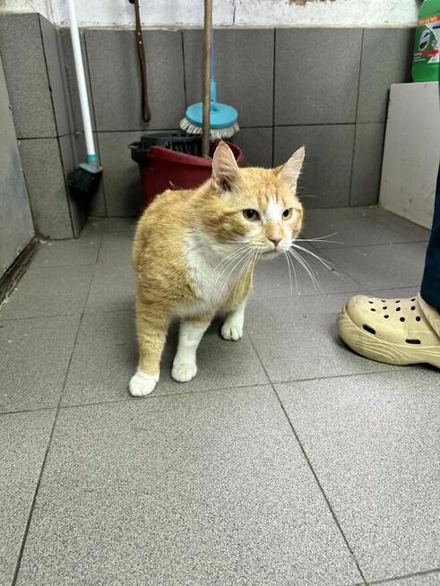 Rudy kocurek szuka domu -schronisko -Zgierz-aktualne