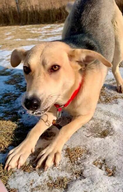 Wrażliwa przyjacielska dziewczynka poleca się do adopcji