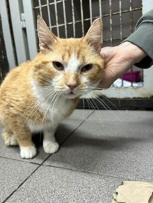 Rudy kocurek szuka domu -schronisko -Zgierz-aktualne