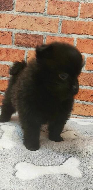 Pomeranian szpic miniaturowy