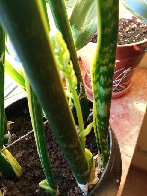 Begonia Silver Jewel-begonia zebra