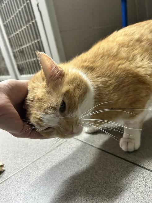 Rudy kocurek szuka domu -schronisko -Zgierz-aktualne