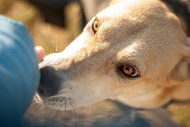 Kochana pełna życia sunia poleca się do adopcji