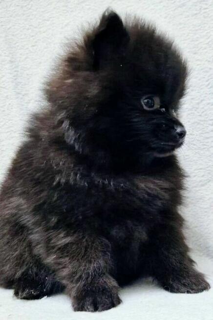 Pomeranian szpic miniaturowy