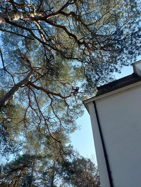 Przycinanie drzew, pielęgnacja drzew, wycinka Warszawa