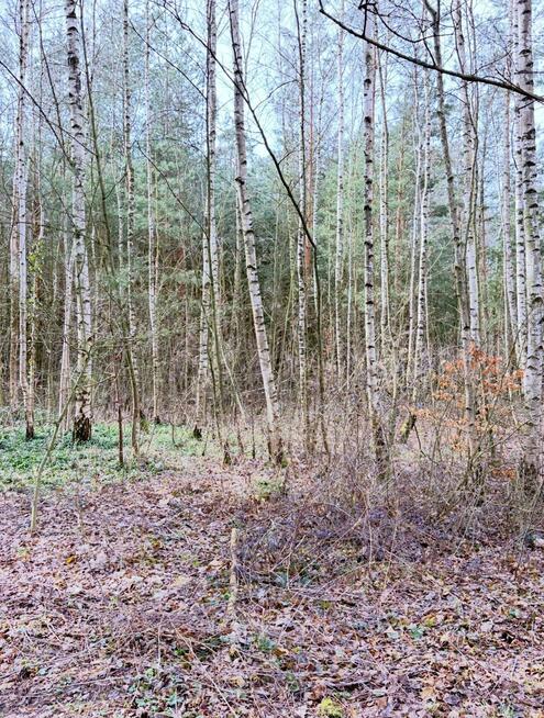 Działka budowlana Puszczykowo, Azaliowa