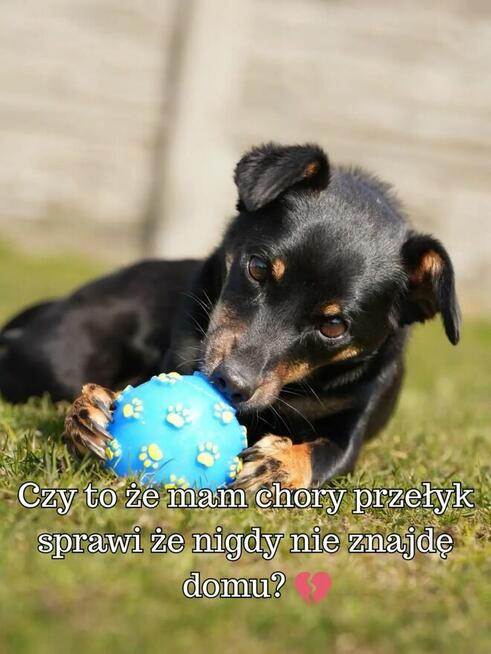 Kavi ️ Malutka sunia o wielkim sercu