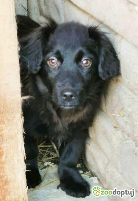 TOLA - mała, skrzywdzona sunia szuka najlepszego domu