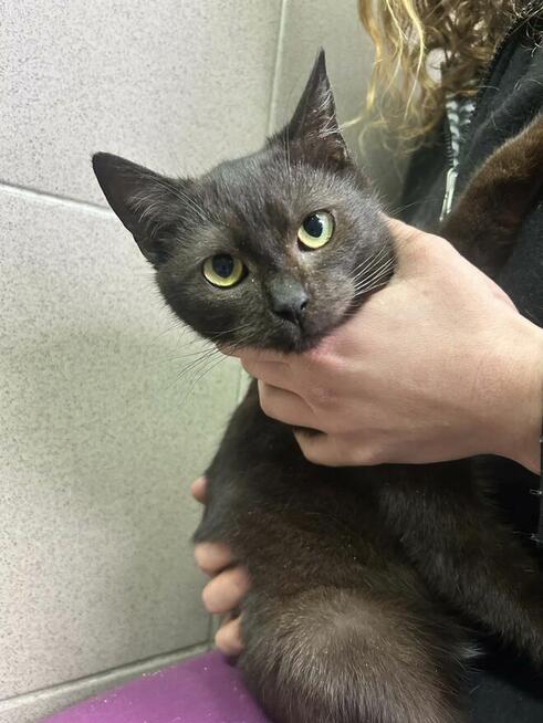 Kociak 7 miesięcy szuka domu schronisko Zgierz-aktualne