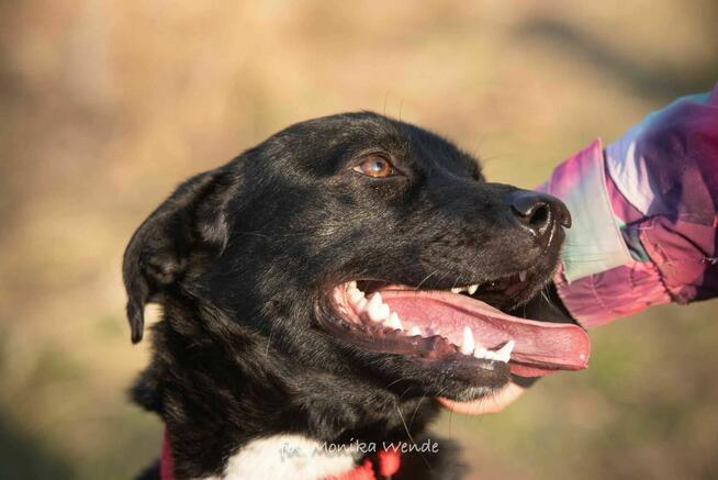 Roki – przystojniak który szuka swojego człowieka na zawsze