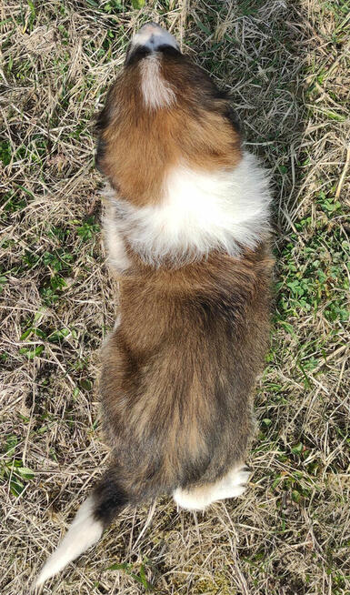 Border Collie maści Sabble / Sobol , Pies z pełną dok.