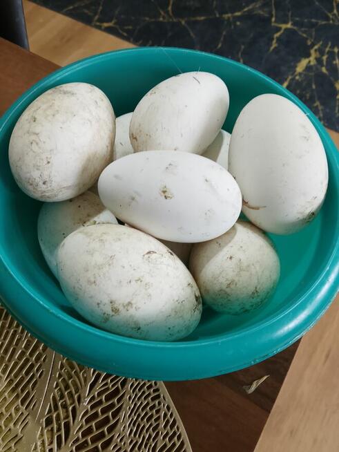 Jajka gęsi białej.