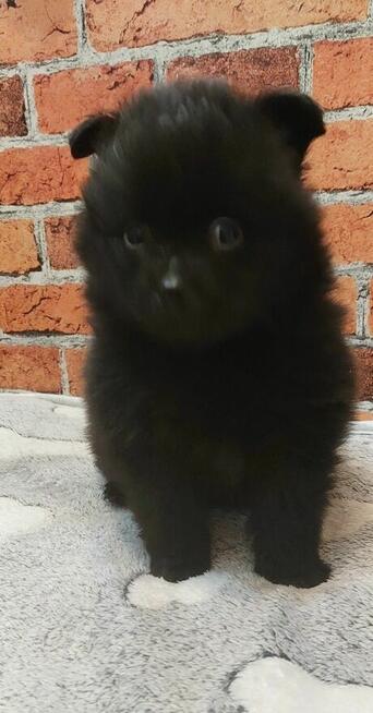 Pomeranian szpic miniaturowy