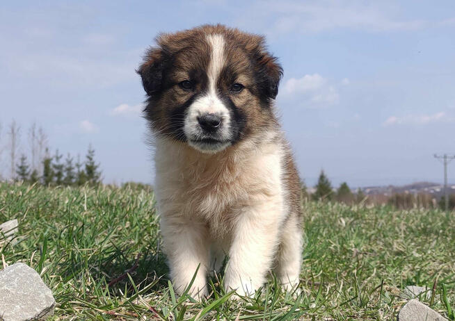 Border Collie maści Sabble / Sobol , Pies z pełną dok.
