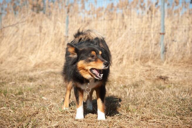 Uśmiechnięty pogody psiak marzy o spokojnym domu