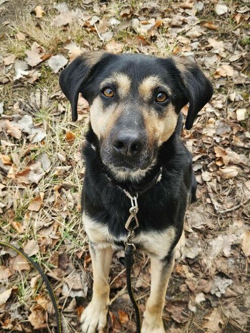 Cukierek – psiak do schrupania