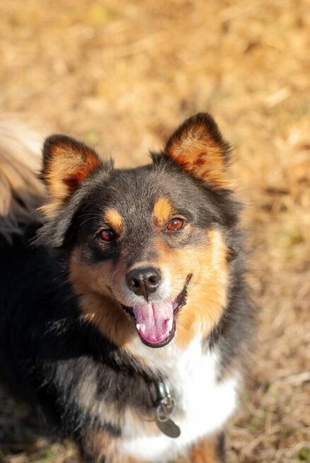 Młody aktywny psiak szuka domku z ogrodem