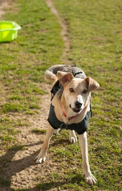 Kochana pełna życia sunia poleca się do adopcji