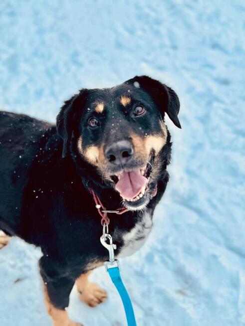 IRIS - nie pomijaj mnie... zajrzyj i poczytaj.