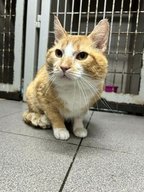 Rudy kocurek szuka domu -schronisko -Zgierz-aktualne