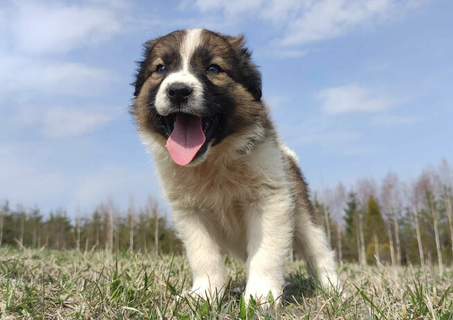 Border Collie maści Sabble / Sobol , Pies z pełną dok.