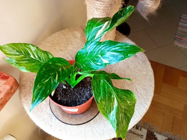 Begonia Silver Jewel-begonia zebra