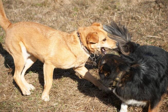 Młody wesoły energiczny psiak szuka kochającego domu