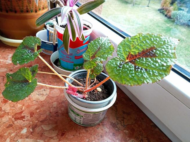 Begonia Silver Jewel-begonia zebra