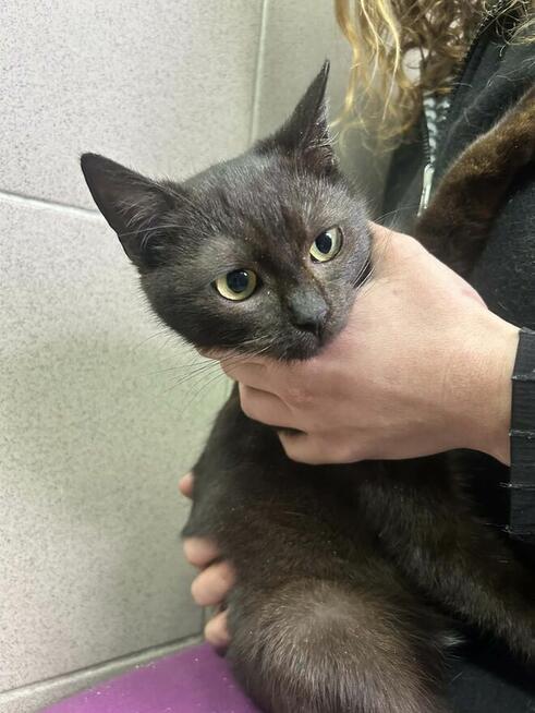 Kociak 7 miesięcy szuka domu schronisko Zgierz-aktualne