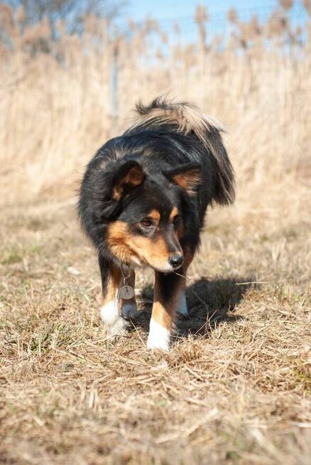 Cudowny młodziak Szuka kochającego domu z ogrodem