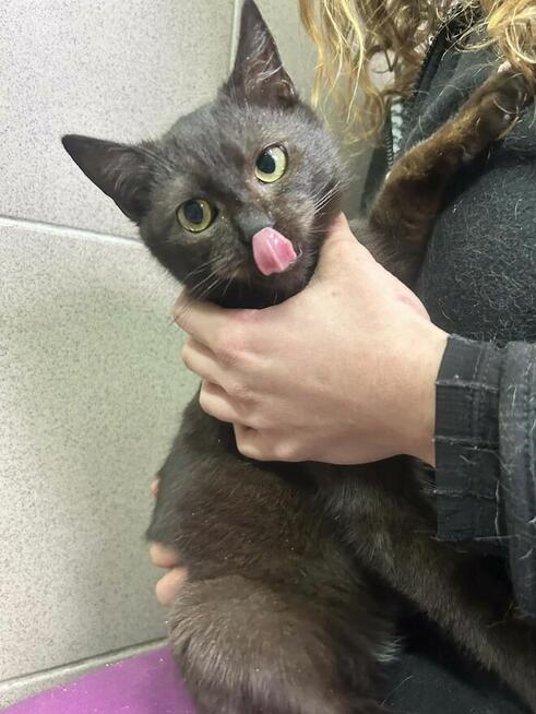 Kociak 7 miesięcy szuka domu schronisko Zgierz-aktualne