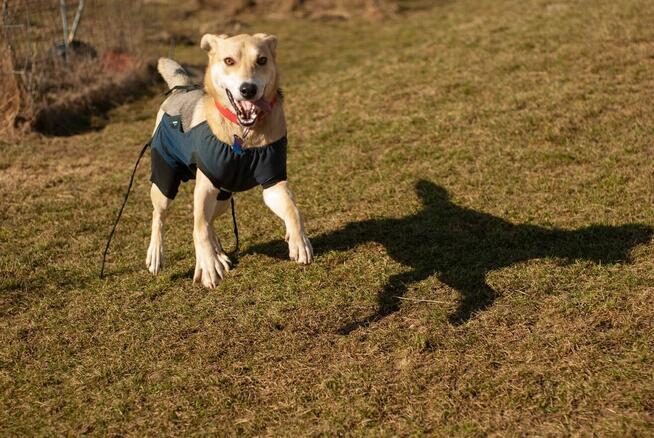 NALA młoda Wesoła aktywna sunia czeka na ciebie
