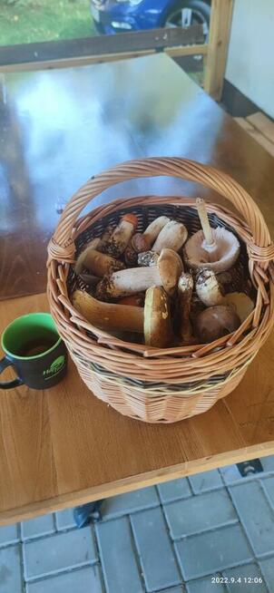 Twój azyl w sercu lasu – Domek w Dolinie Baryczy (Sułów)