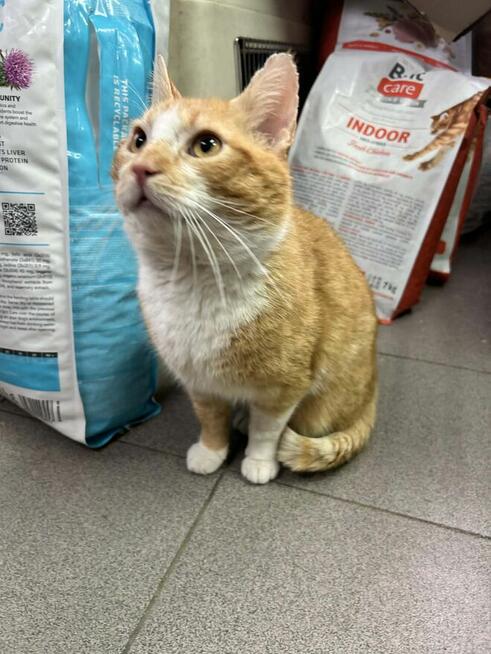 Rudy kocurek szuka domu -schronisko -Zgierz-aktualne