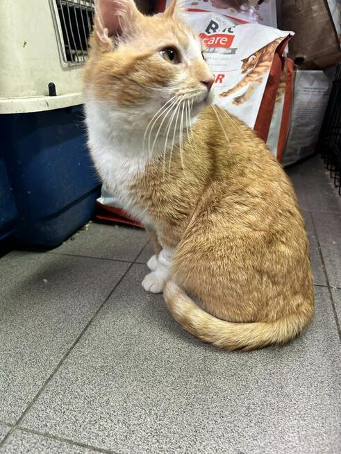 Rudy kocurek szuka domu -schronisko -Zgierz-aktualne