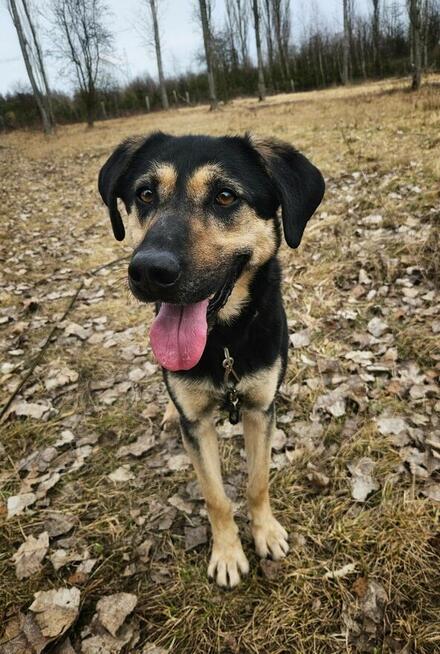 Cukierek – psiak do schrupania