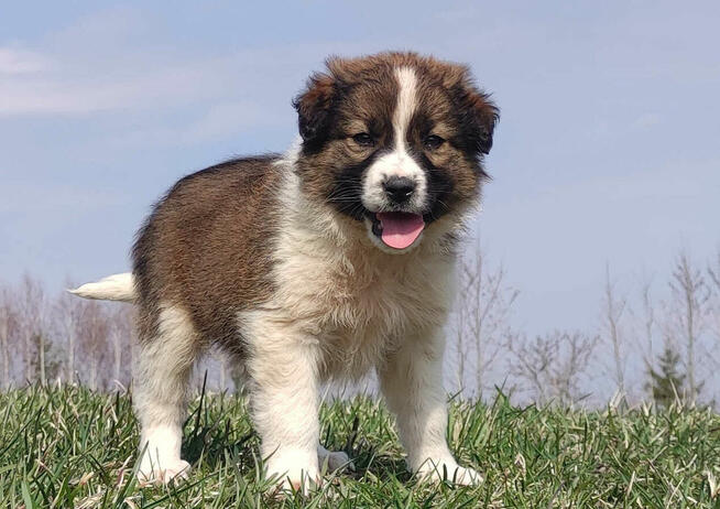 Border Collie maści Sabble / Sobol , Pies z pełną dok.