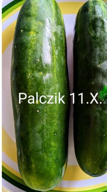 Rosyjskie ogórki Palczik Kustowoj Paryżskij korniszon