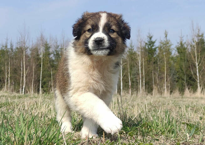 Border Collie maści Sabble / Sobol , Pies z pełną dok.