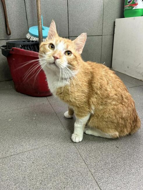 Rudy kocurek szuka domu -schronisko -Zgierz-aktualne