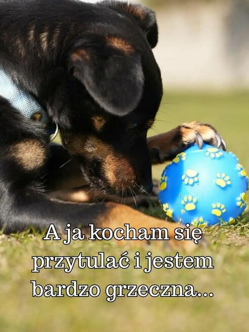 Kavi ️ Malutka sunia o wielkim sercu