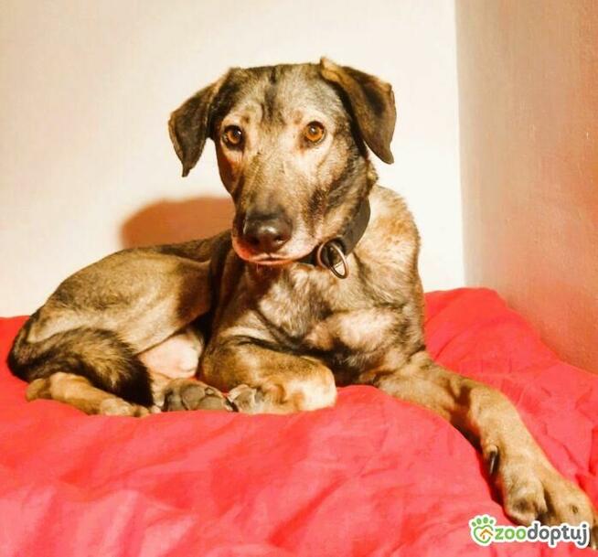 KORNEL - kochany, wrażliwy psiak szuka domu na zawsze