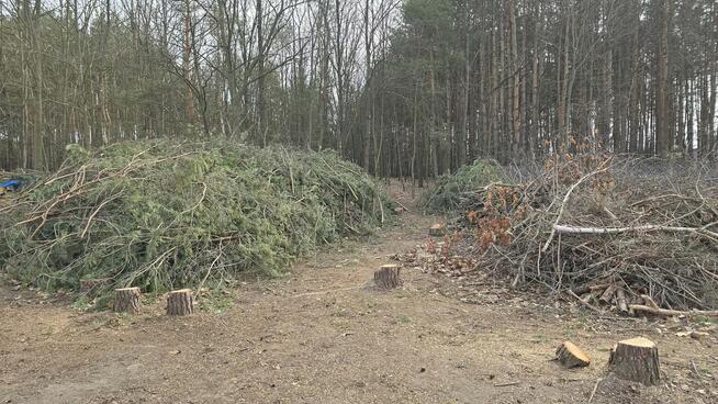 Oddam sosnowe gałęzie