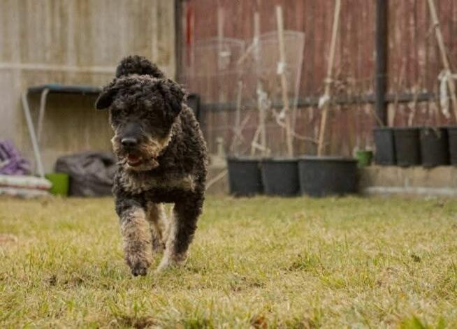 Łagodny przyjacielski psiak lubiący ruch szuka domku