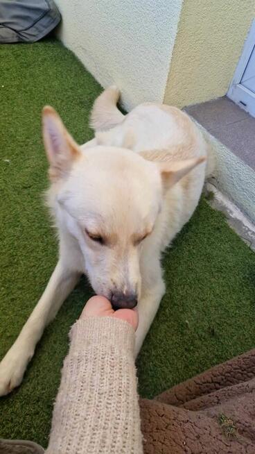 Młodziutki towarzyski psiak czeka na nowy domek