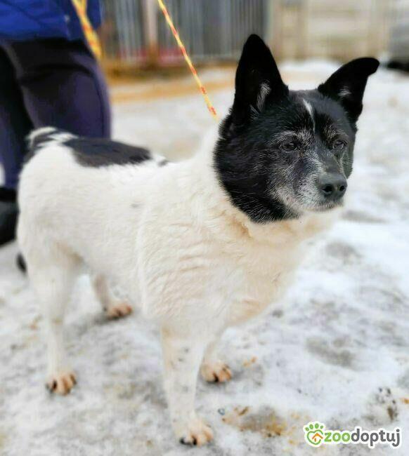 KROPECZKA - starsza, wrażliwa sunia szuka najlepszego domu