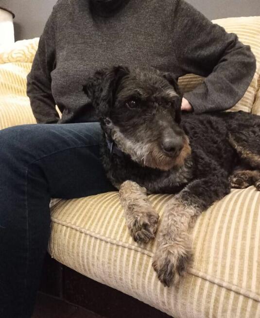 Cudowny psiak pełen wigoru kochający ludzi czeka na ciebie