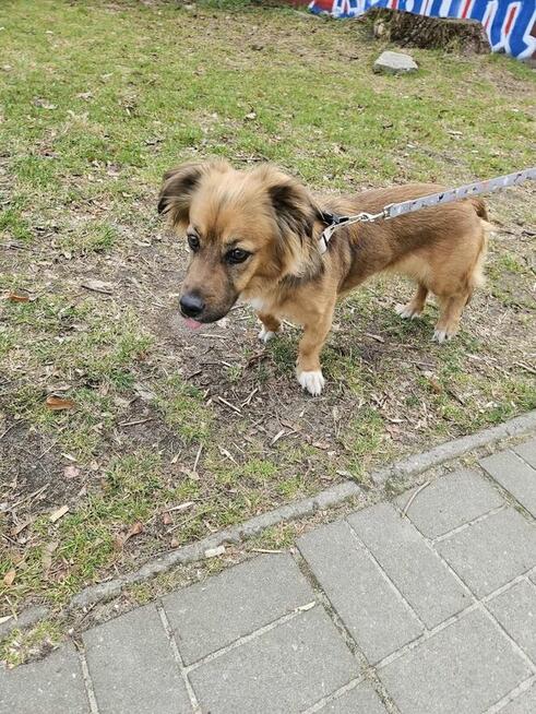 Zuma-urocza niewielka suczka do adopcji